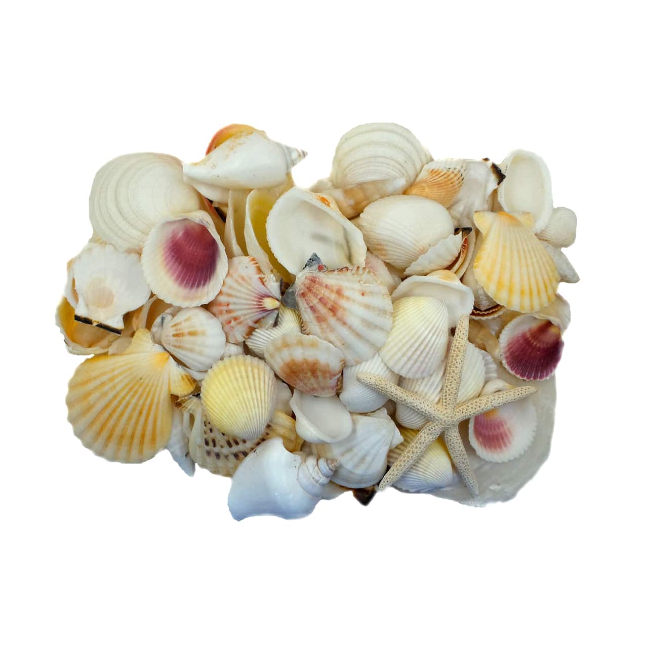 12 Pack: U.S. Shell Light Shell Mix with Starfish Gift Pack